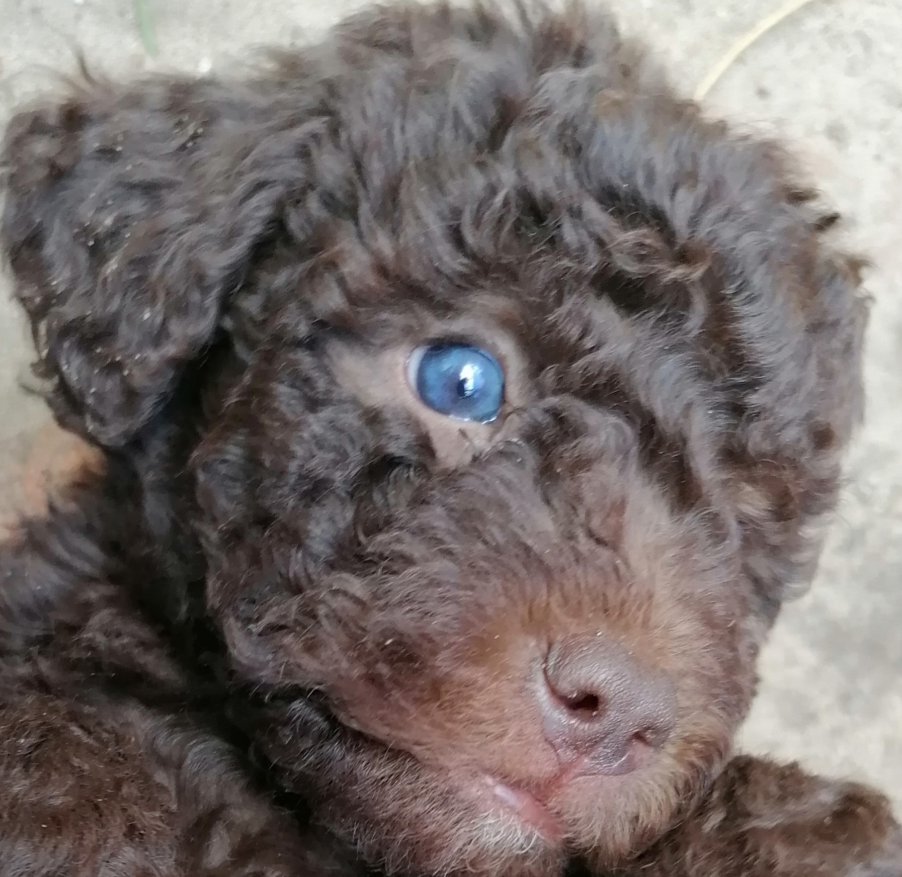 Lagotto Romagnolo – Italienischer Wasserhund, Trüffelhund